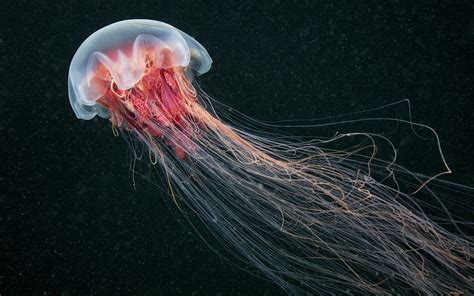 Jellyfish Wallpapers 69 Images