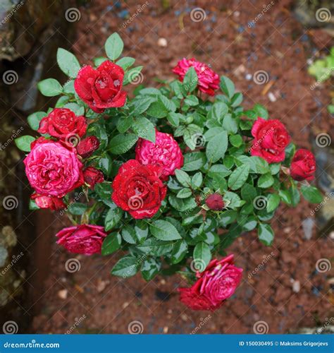 Blooming Miniature Red Kordana Rose Shrub In Garden Stock Image Image