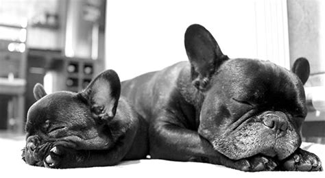 French Bulldog Breed Information Center The Complete Frenchie Guide