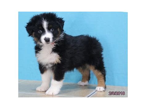 Looking for an australian shepherd puppy for sale in ohio? Australian Shepherd Puppies - Petland Carriage Place ...