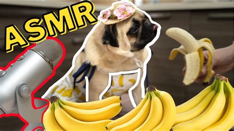 Asmr My Dog Eating Banana 🍌😋 Pug Food Review Shorts Youtube