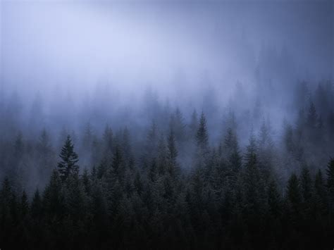 Fog Dark Forest Tress Landscape 5k Hd Nature 4k