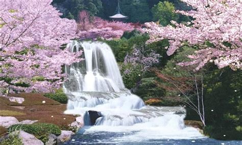 Waterfall With Cherry Blossoms With Images Waterfall Pictures