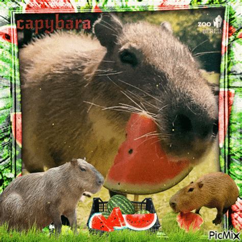 Capybara Time Free Animated  Picmix