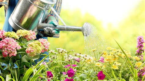 Water Saving Tips For Your Garden Oversixty