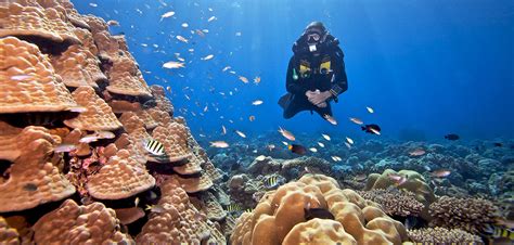 Scuba Diving Maldives Maldives Diving Dive The Maldives