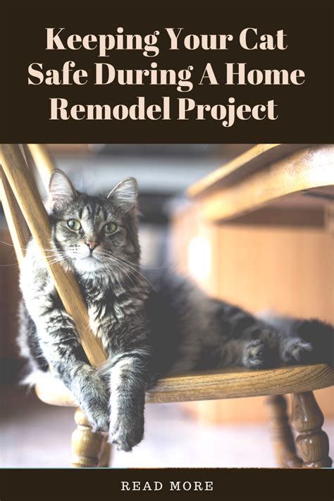 Remodelling And Cats Tips To Keep Your Cat Safe Laptrinhx News