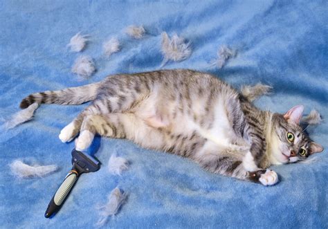 Why Do Cats Shed So Much — And What To Do About It Miss Cats