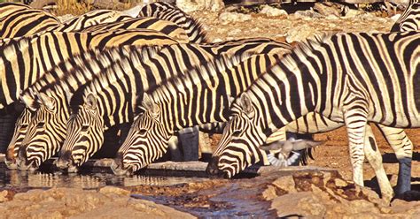 Zebras belong to the genus equus. Nature up close: Why do zebras have stripes? - CBS News