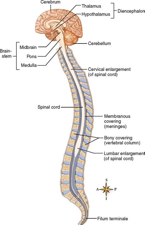 Central Nervous System Diagram Easy How The Spinal Cord Works