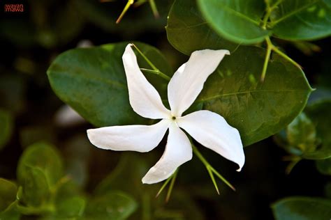Five Petals White Flower