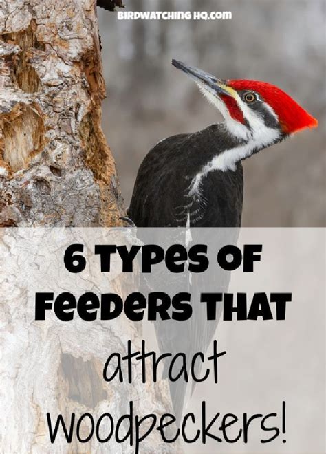 attract woodpeckers   backyard     styles  bird feeders