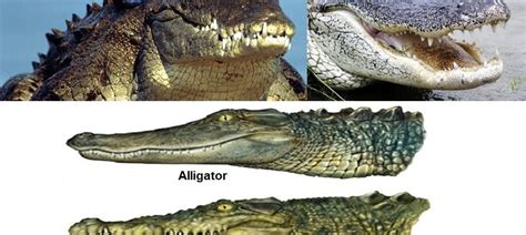 Everglades Airboat Tours Ft Lauderdale Alligator And Crocodile
