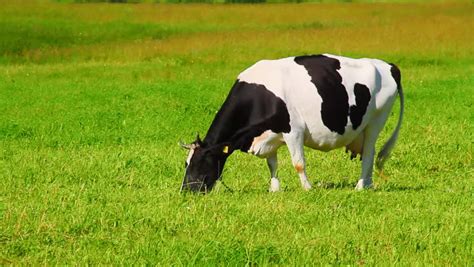 Cows On Farm Stock Footage Video 950521 Shutterstock