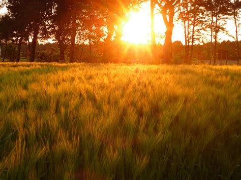 Sunset On Wheat Field By Robke22 On Deviantart