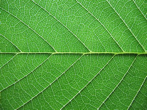 Leaf Texture Photo Texture Plant Texture