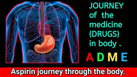 Aspirin Journey Through The Body [ A D M E ] Process In Body Youtube