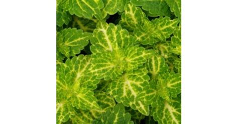 Buy Coleus Electric Lime Makandi Plant Online At