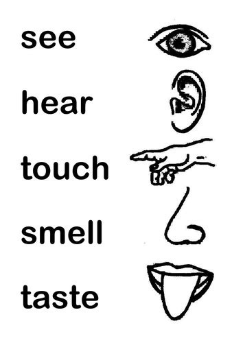 My five senses coloring page on the internet printable coloring sheets though can be quickly supplied at the function. Five Senses | Teaching Resources