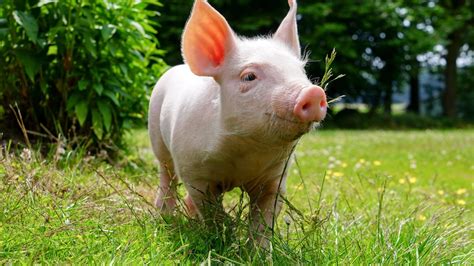 Sign up for newsletter today. Pig Wallpapers - Top Free Pig Backgrounds - WallpaperAccess