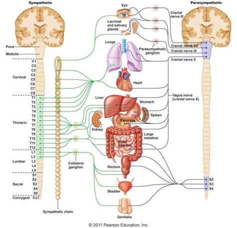 Anatomy Autonomic Nervous System Jun Overview Of The Anatomy Physiology