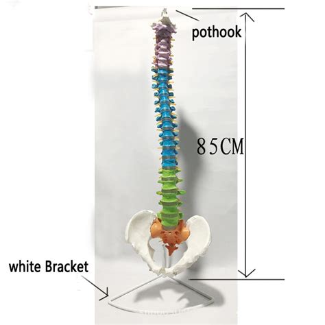 85cm Human Full Size Color Didactic Spine Model Spinevertebrae Models