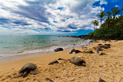 Turtle Beach Hawaii Beaches Turtle Beach Overseas Travel