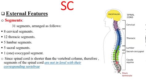 Spinal Cord External And Internal Features Youtube