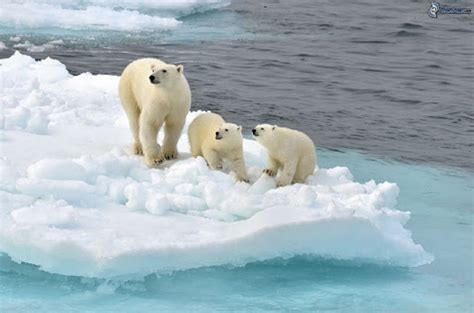Océano Ártico características clima flora fauna y situación actual