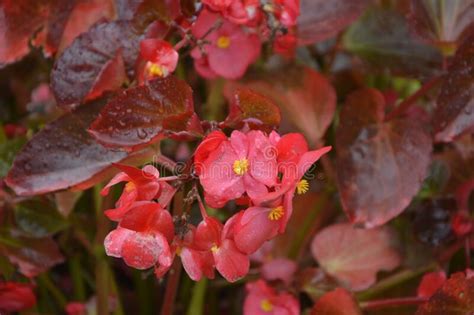 Red Begonia Flowers Grow In A Flower Bed Red Flowering Begonia Plants