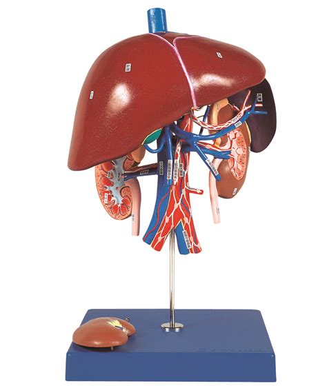 Spleen Liver Kidney Location Kidney Failure Disease