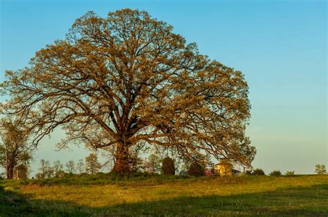 Earth Tree And Roots Louis Dallara Photography