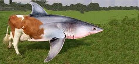 Silly Cow Shark Ultimate Animals