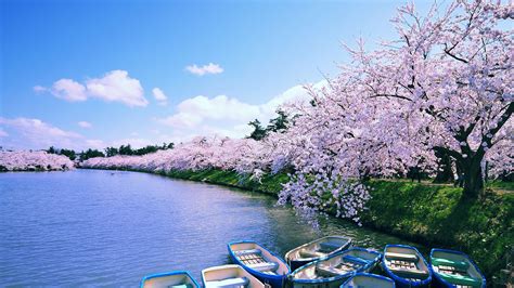 Sakura Cherry Blossoms At Hirosaki Moat Aomori Japan Windows