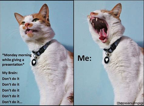 Fight Back A Yawn Is A Losing Battle Lolcats Lol Cat Memes