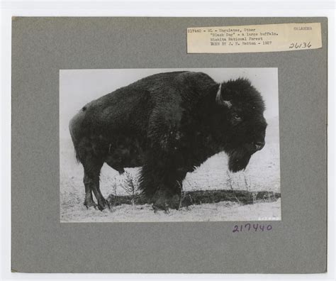 Todays Document The American Bison Our National Mammal Celebrate