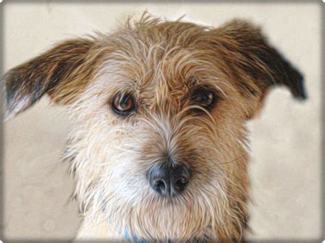 Hunde suchen ein zuhause mit li&lo. Hunde suchen ein Zuhause - TSV-Hundeoase e.V.