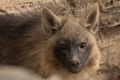 Wild Brown Hyena Cub In Namibia Photo By Helge Denker Hyenas