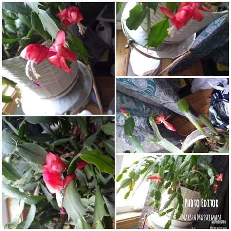 Christmas cactus are extremely popular when november and december roll around. The progression of my Christmas cactus / myLot