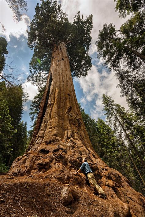 Biggest Private Sequoia Grove To Be Preserved In Deal With Redwoods League