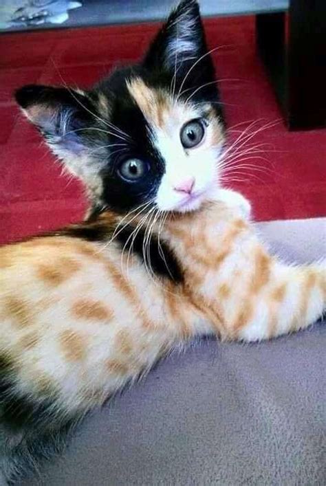 This coat pattern consists of red (ginger), black and white colouration. Majestic kitten colors! | Kittyworks