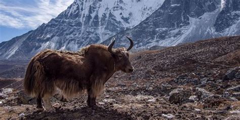 Los yacks son animales dóciles y fáciles de domesticar: en el Tíbet
