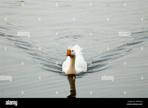White Duck Cut Out High Resolution Stock Photography And Images Alamy