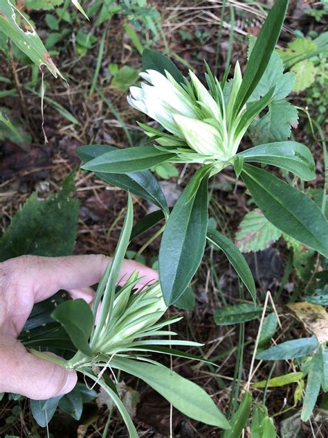 Pale Gentian From Thrift Dr Mountain Rest Sc Us On September 22