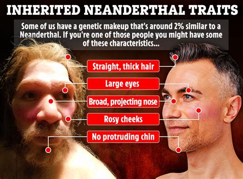 How Neanderthal Are YOU Skull Bumps Long Noses And Fabulous Hair