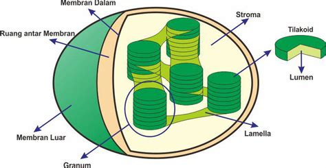 Gratis untuk komersial tidak perlu kredit bebas hak cipta. STRUKTUR DAN FUNGSI KLOROPLAS ~ BIOLOGY FOR EDUCATION