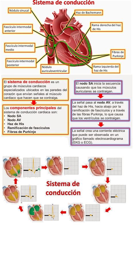 Fisiología Básica Por Omar Alfredo Ruiz Trevedan Actividad Eléctrica