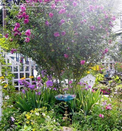 Pin By Meghan Linz On Shade Garden In 2020 Rose Of Sharon Tree Rose Of Sharon Flowers Perennials