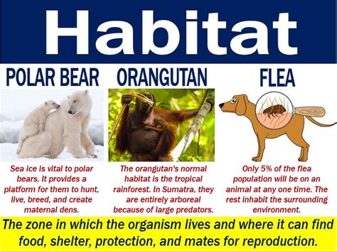 Only at word panda dictionary. Habitat - definition and meaning - Market Business News