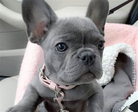 French Bulldog Colors The Standard And Rare Frenchie Coat Colors K9 Web